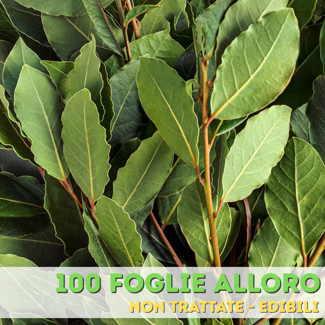 🌿 Foglie di Alloro – 100% Naturali e Non Trattate 🌿 FRESCHE