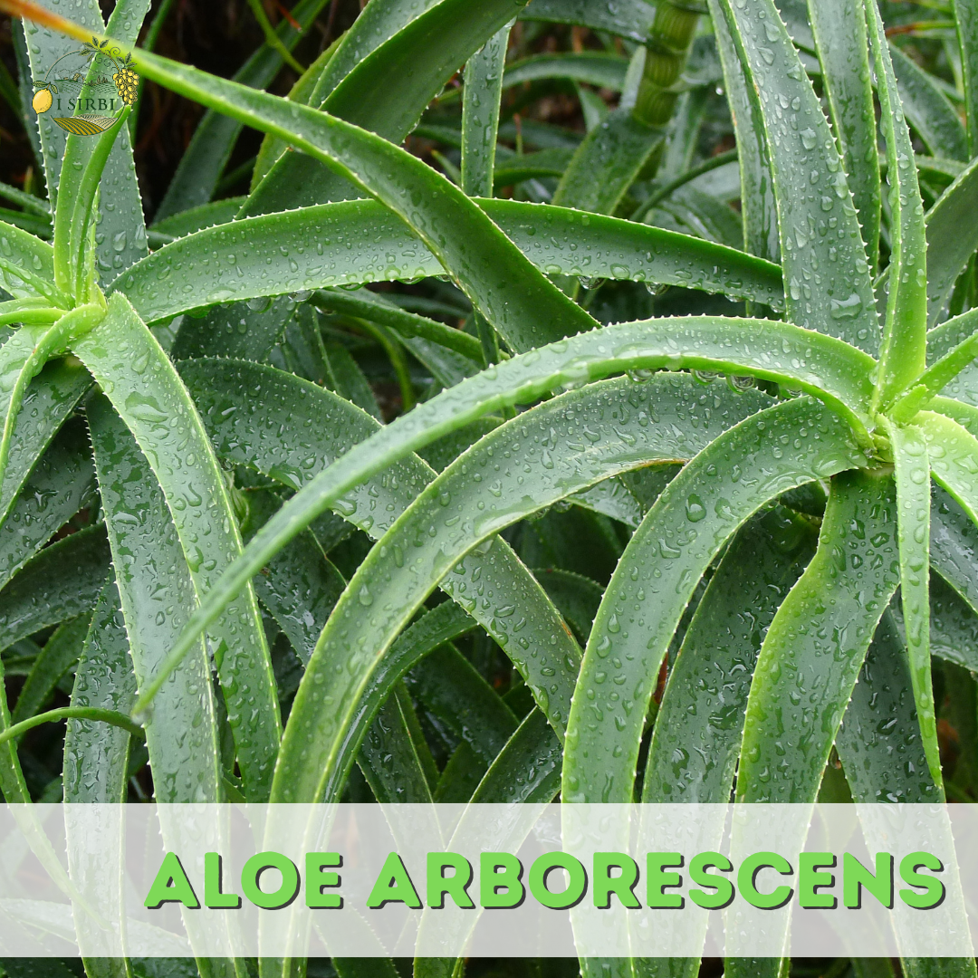 Foglie fresche di Aloe Arborescens - 100% naturali