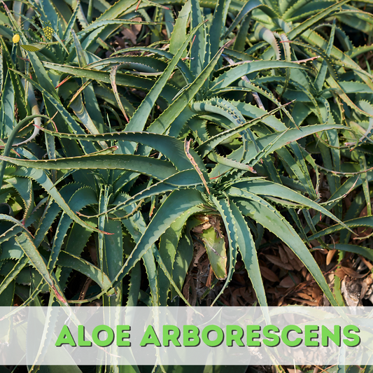 Foglie fresche di Aloe Arborescens - 100% naturali