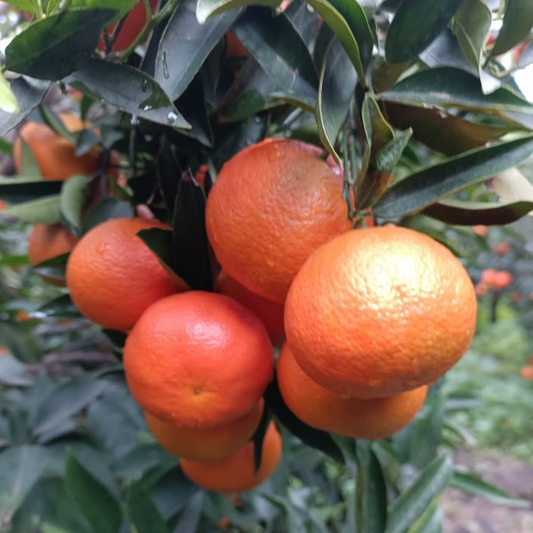 🍊 Clementina NOVA Box 10/20/40 KG