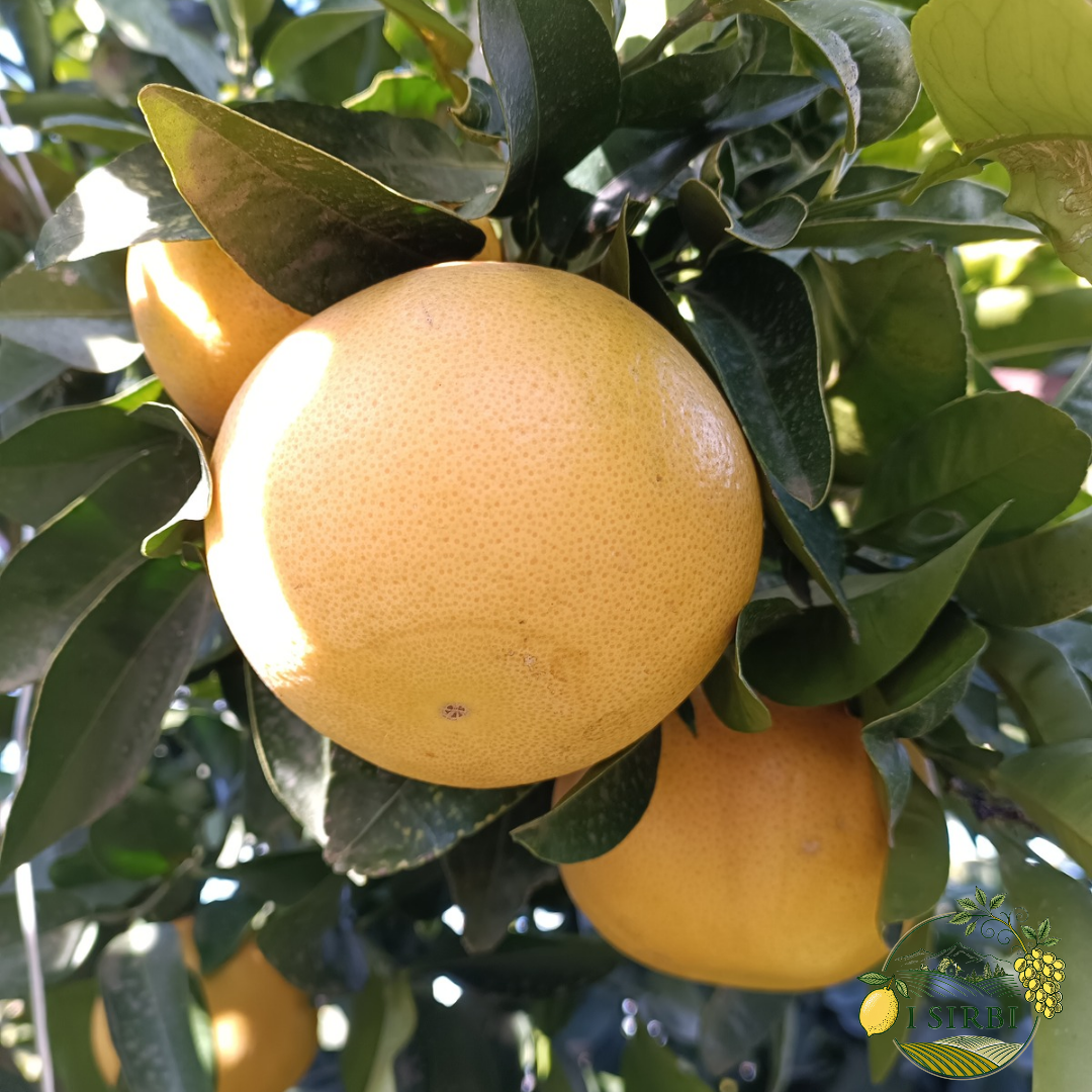 Pompelmo Rosa Box da 9 KG