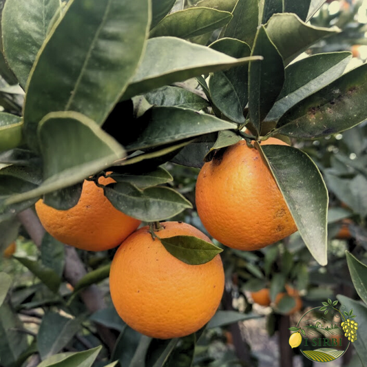 Arance Vaniglia Box da 5/9/18 Kg