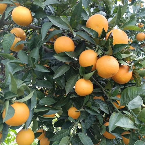 Tarocco a polpa gialla 9/18/36 KG