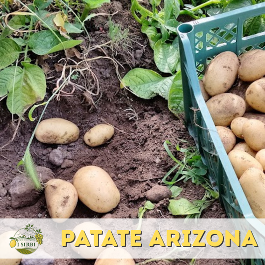 Patate da Mensa Arizona a pasta gialla