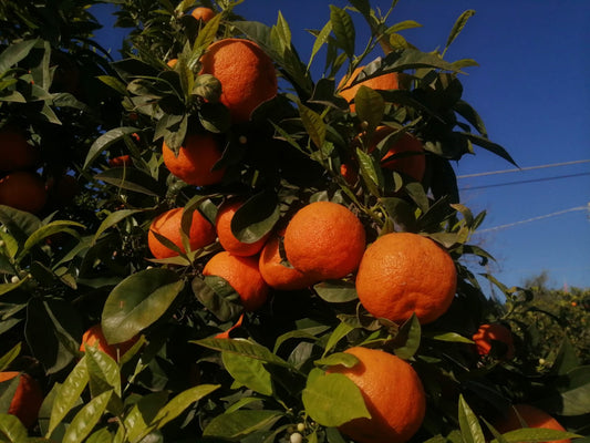 Arancio amaro box da 9/16.5KG