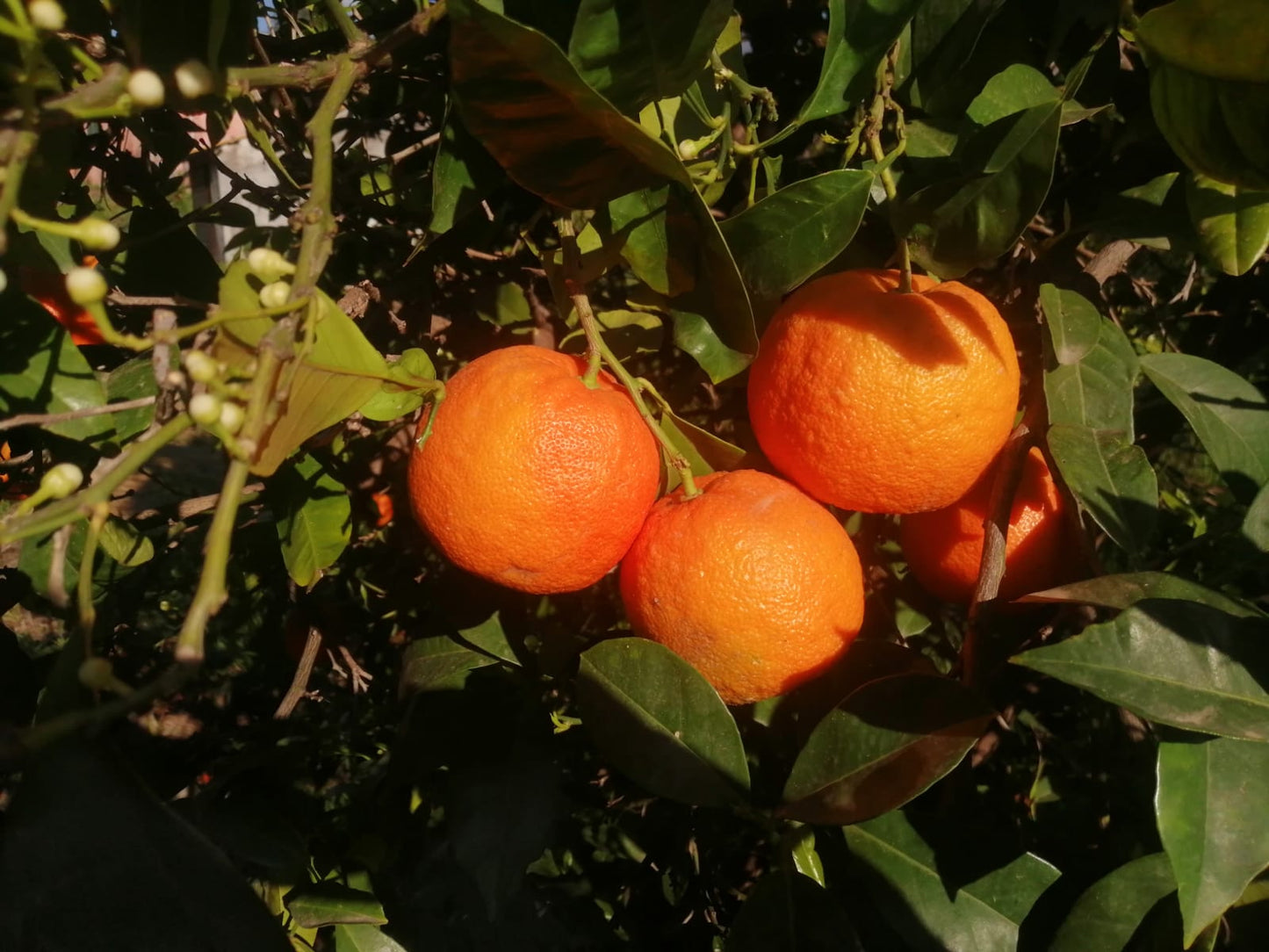 Arancio amaro box da 9/16.5KG