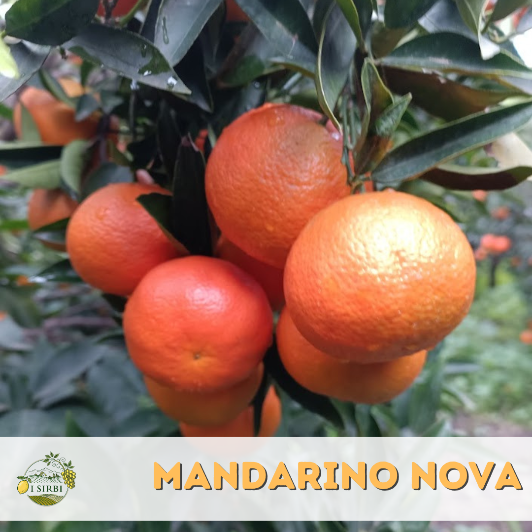 🍊 Clementina NOVA / Buccia Edibile /