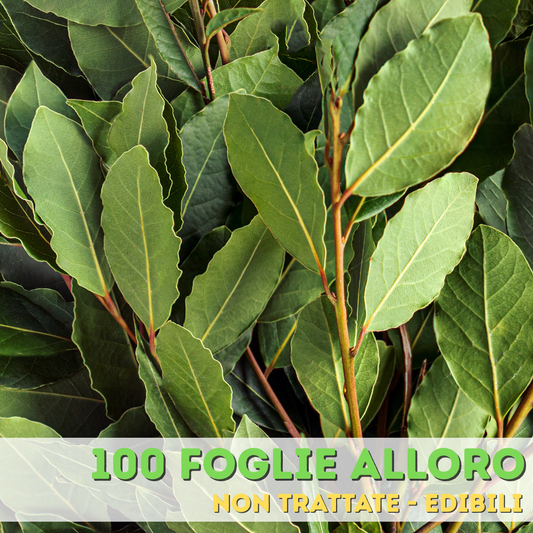 🌿 Foglie di Alloro – 100% Naturali e Non Trattate 🌿 FRESCHE
