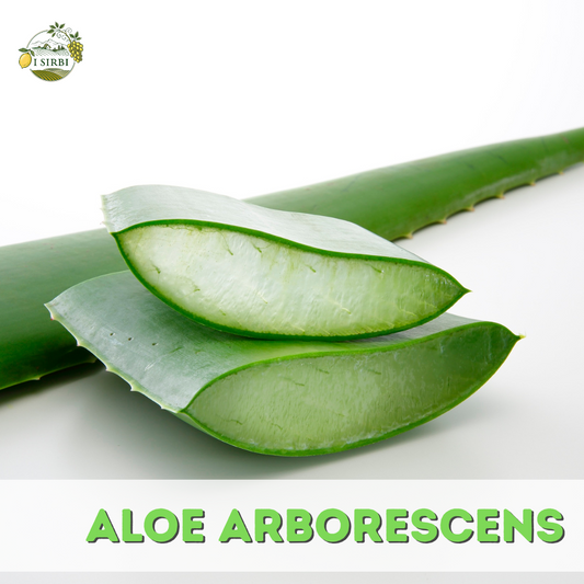 Foglie fresche di Aloe Arborescens - 100% naturali