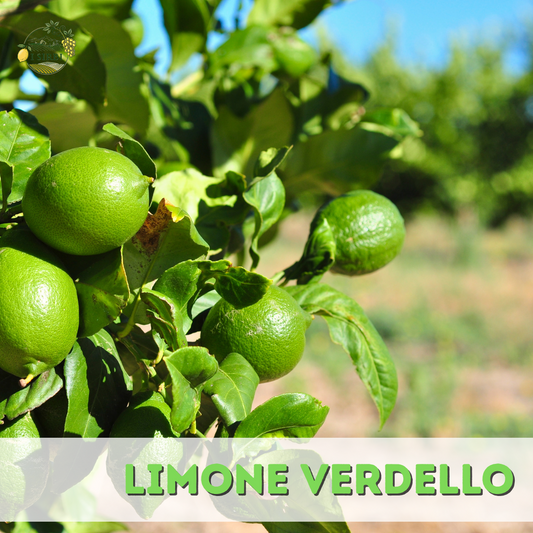 Limoni " Verdello "  Siciliani BOX da 5 a 100 KG