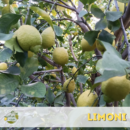 Limoni Siciliani / Buccia Edibile /