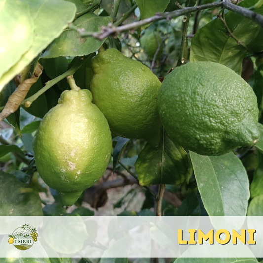 Limoni Siciliani BOX da 5/10/20/40/100 KG