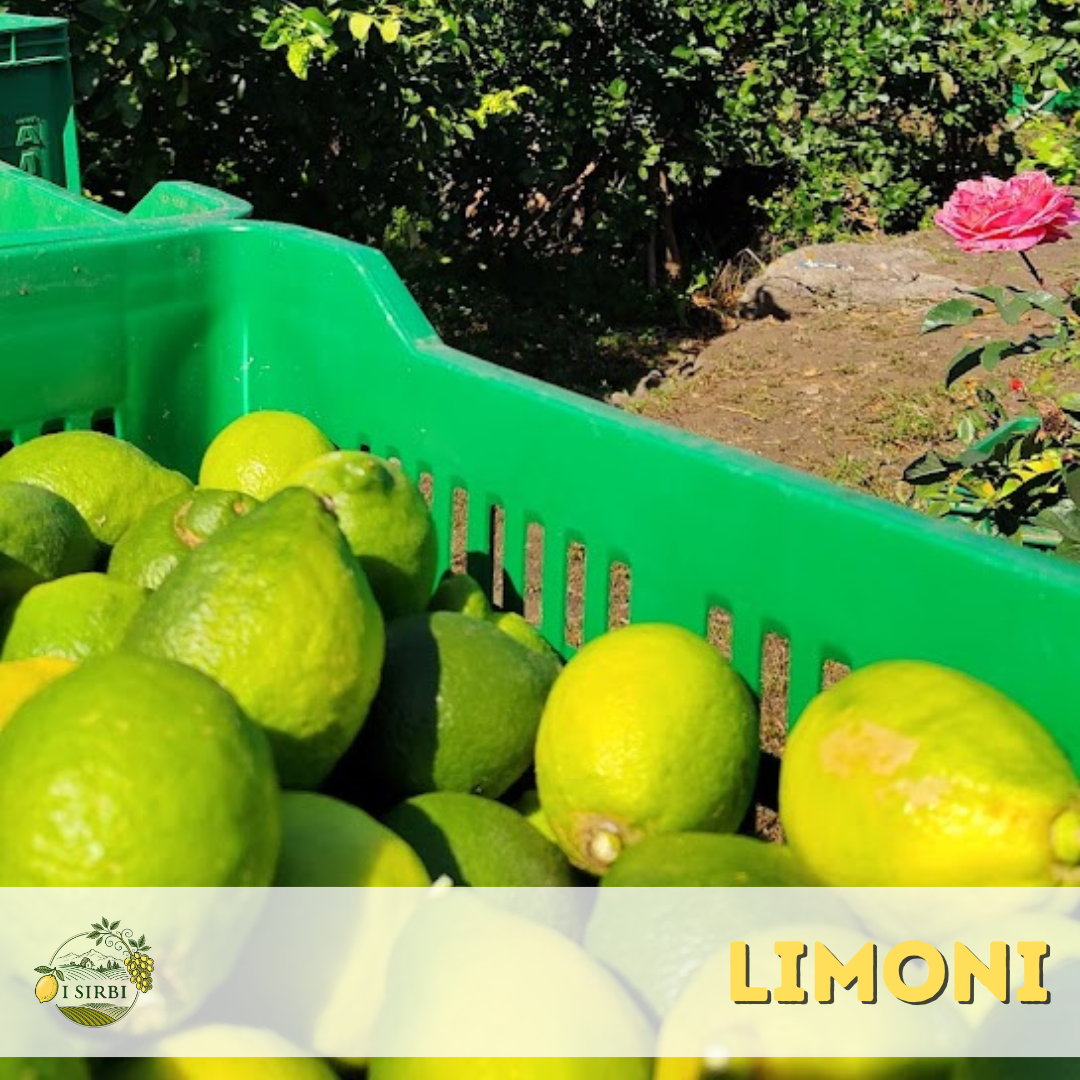 Limoni Siciliani / Buccia Edibile /