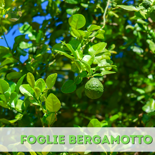 🌿 Foglie di Bergamotto – 100% Naturali e Non Trattate 🌿