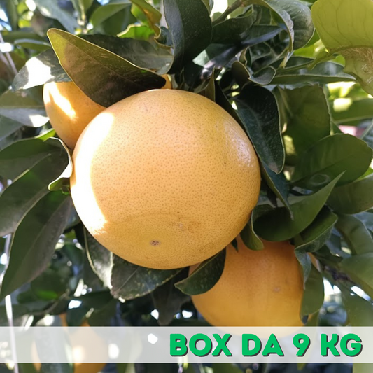 Pompelmo Rosa Box da 9 KG