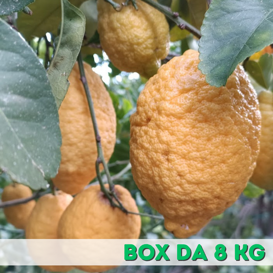 Cedro  Box 8 KG 100% buccia edibile