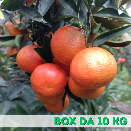 NOVA Box 10 KG