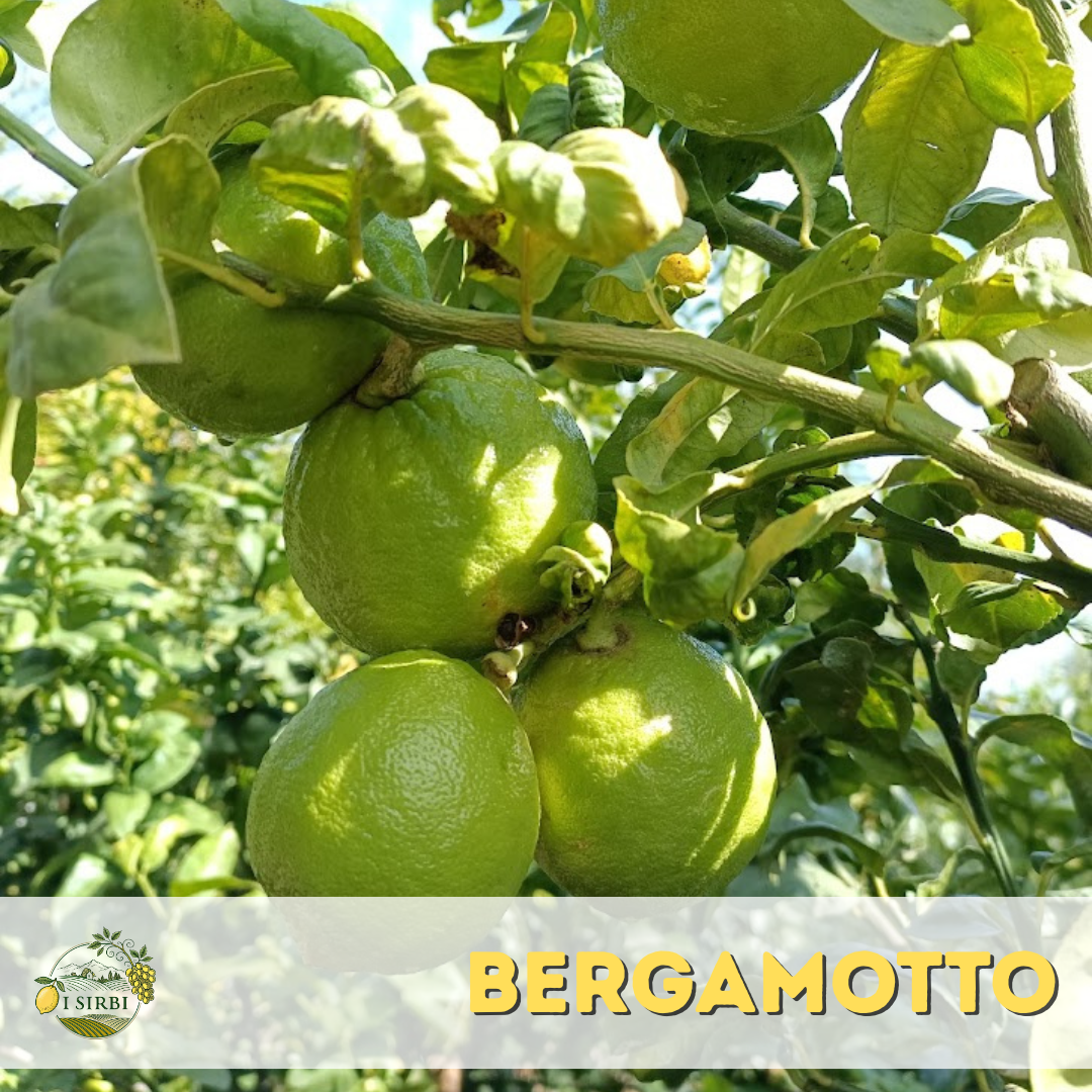 Bergamotto dell'Etna / Buccia Edibile /