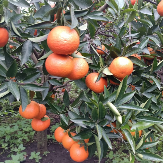 🍊 Clementina NOVA Box 10/20/40 KG