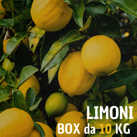 Limoni Siciliani BOX da 10 KG