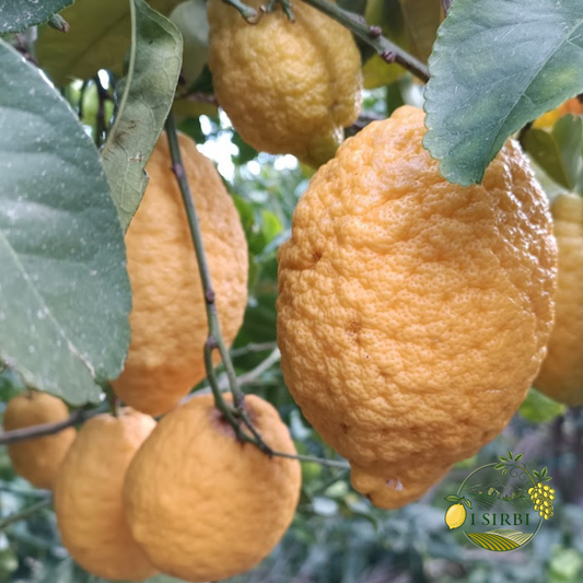 Cedro  Box 8 KG 100% buccia edibile