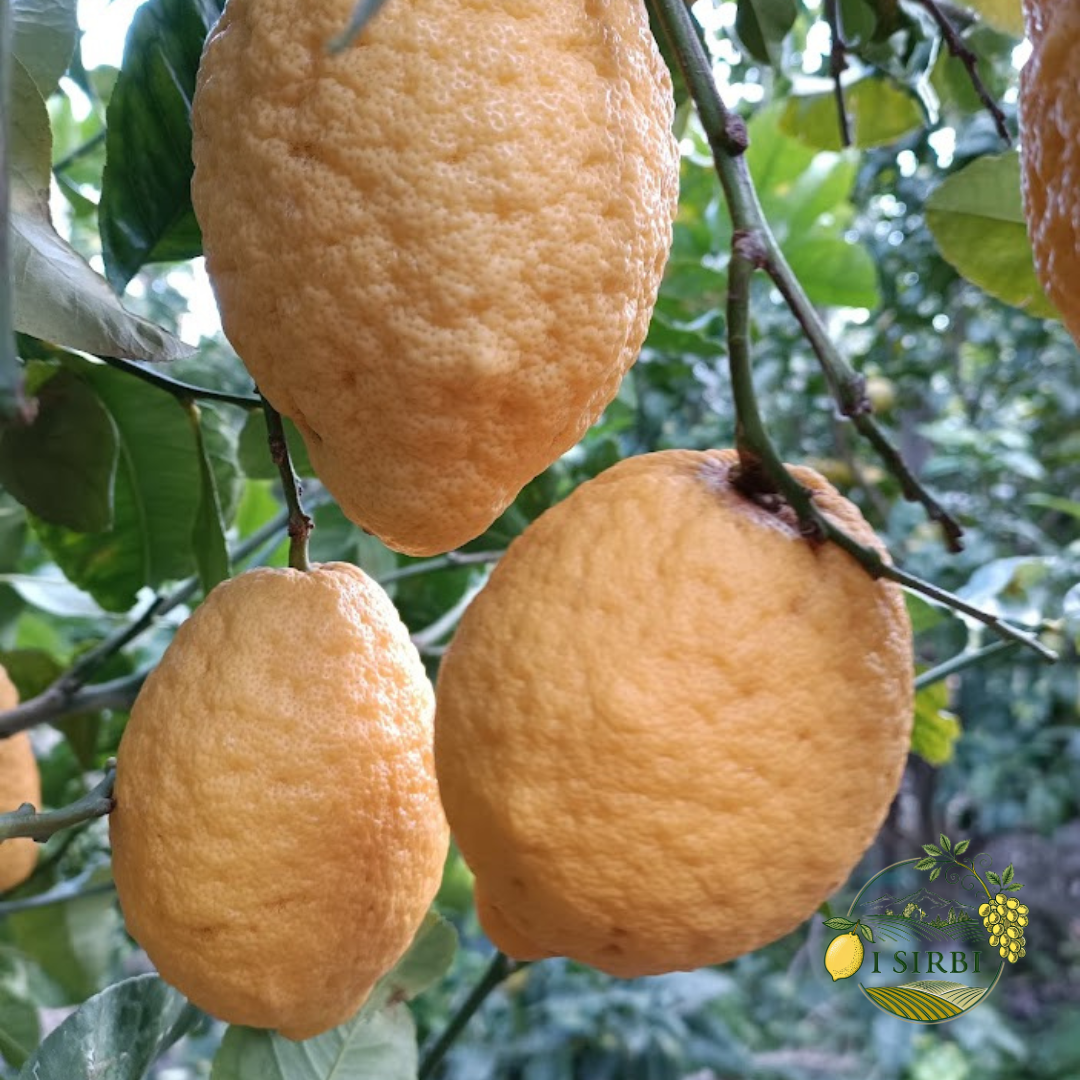 Cedro  Box 8 KG 100% buccia edibile