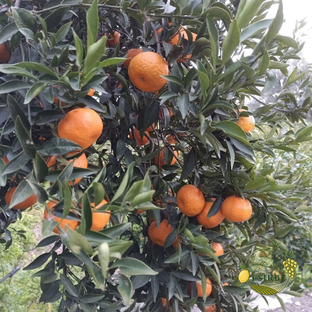 Mandarini Box 9/16,5 KG