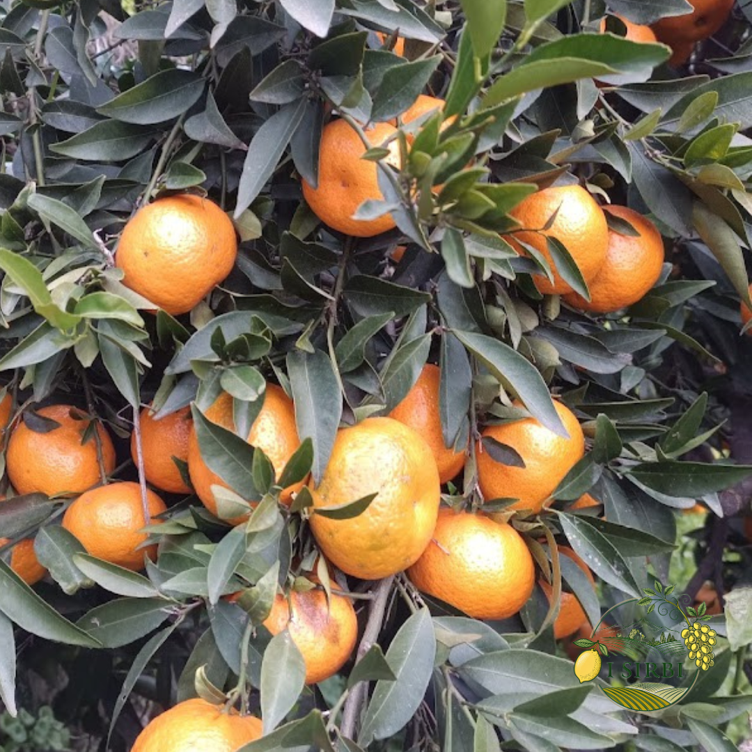 Mandarini Box 9/16,5 KG