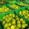 Limoni Siciliani BOX da 10 KG