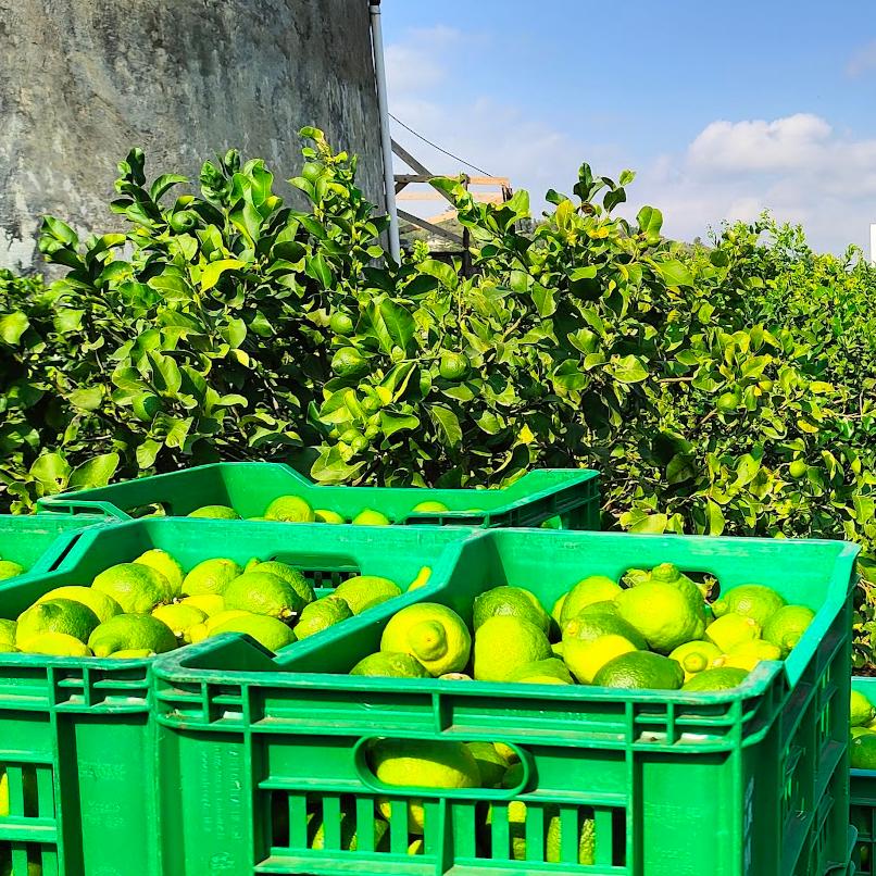 Limoni siciliani  BOX da 20 KG