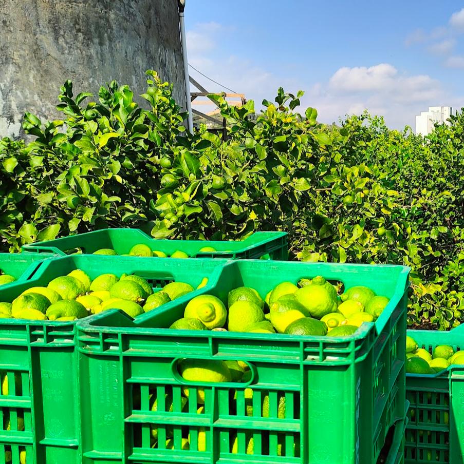 Limoni Confezione 40 KG