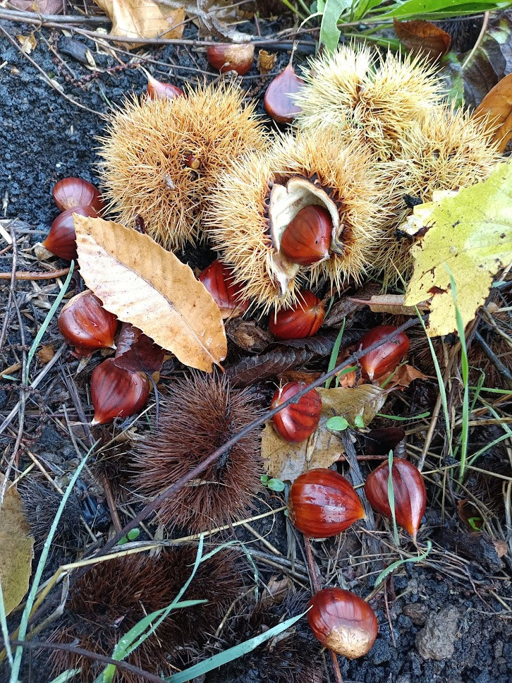 🌰 Marroni dell’Etna – 100% naturali e non trattate