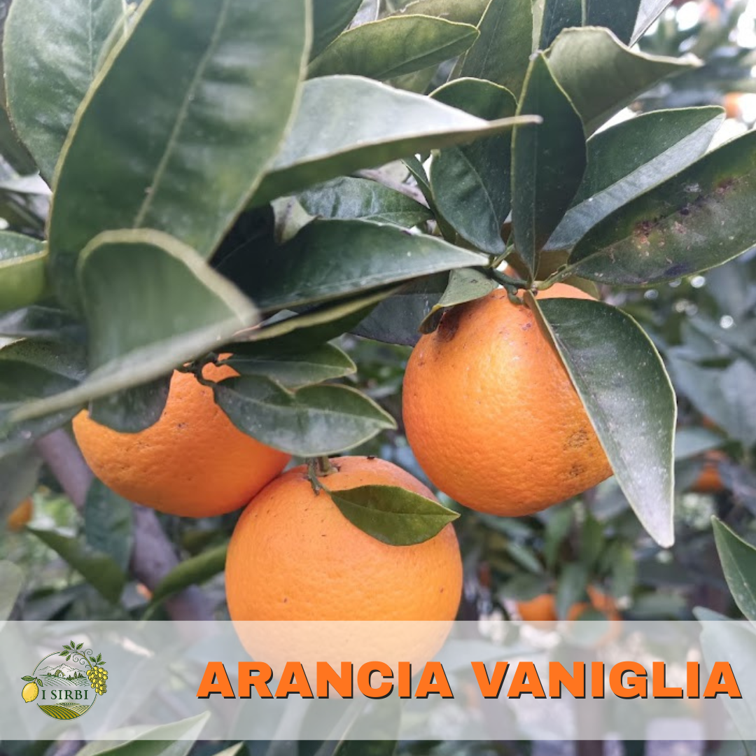 Arance Vaniglia Box da 5/9/18 Kg