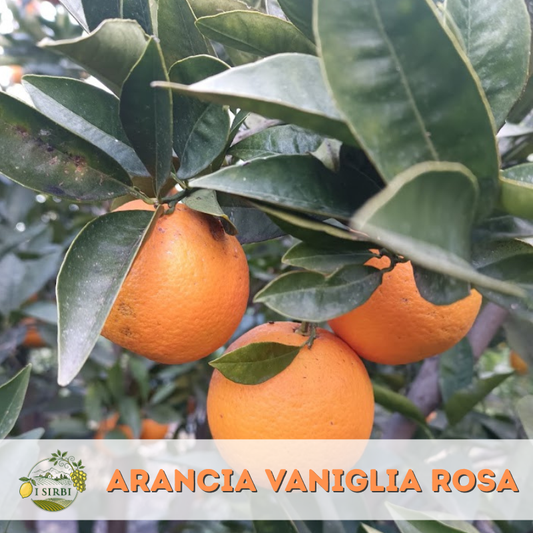 Arance Vaniglia paradiso ROSA/ Buccia edibile /