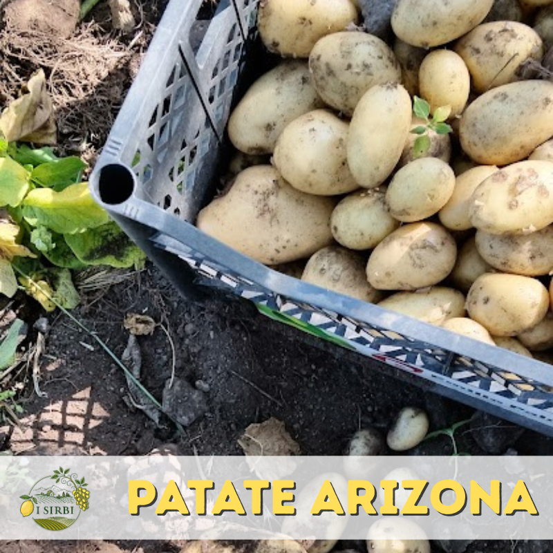 Patate da Mensa Arizona a pasta gialla