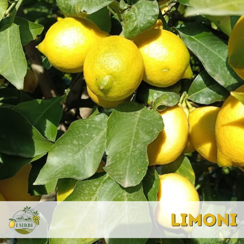 Limoni Siciliani / Buccia Edibile /
