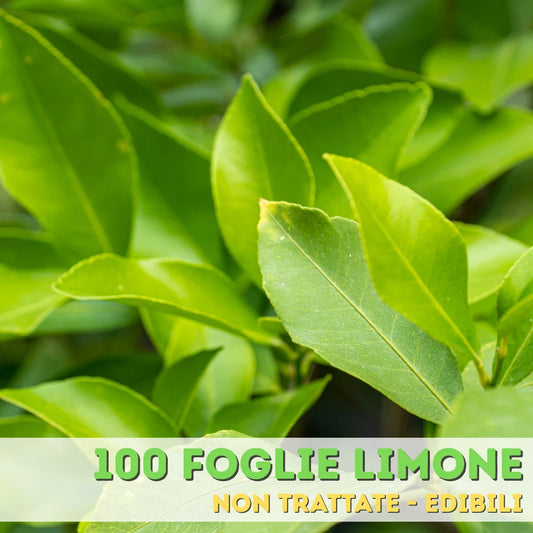 🌿 Foglie di Limone – 100% Naturali e Non Trattate 🌿